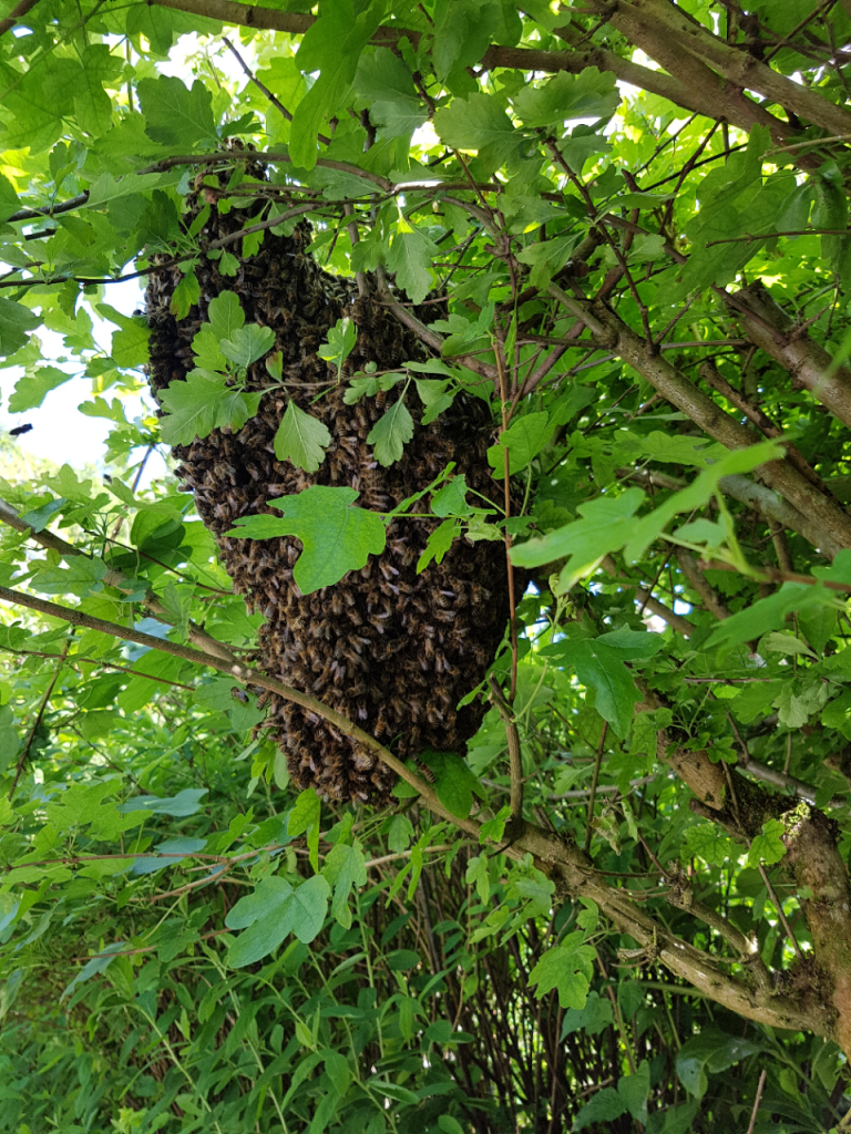 May Bees